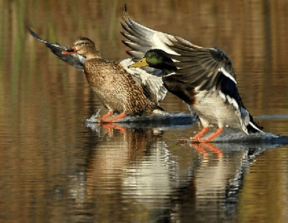 Сезон охоты на водоплавающую дичь в Саратовской области откроется 24 августа