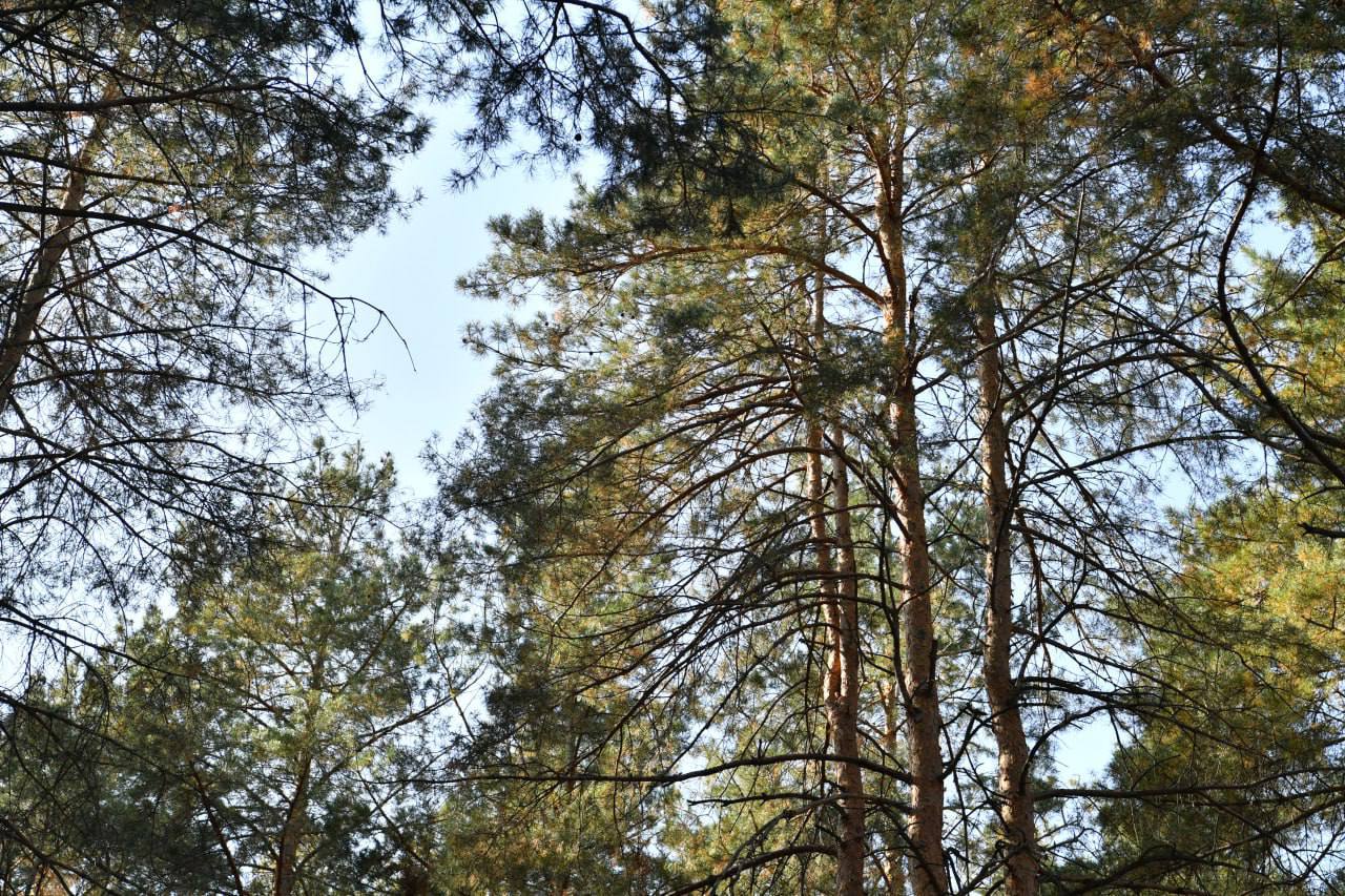 В Саратовской области появится 4 тысячи гектаров леса