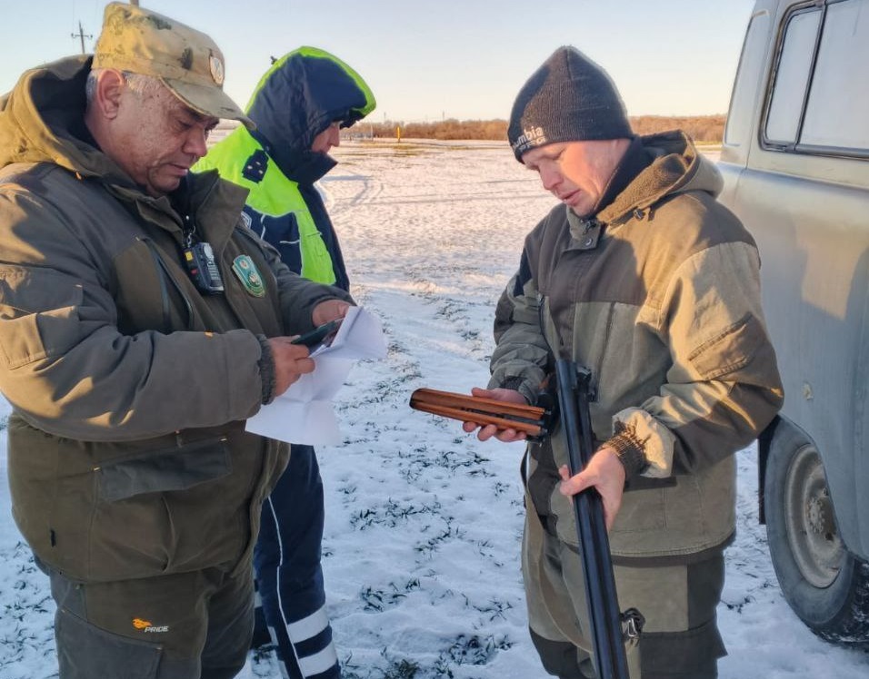 В саратовских охотугодьях браконьеры убили трёх лосей