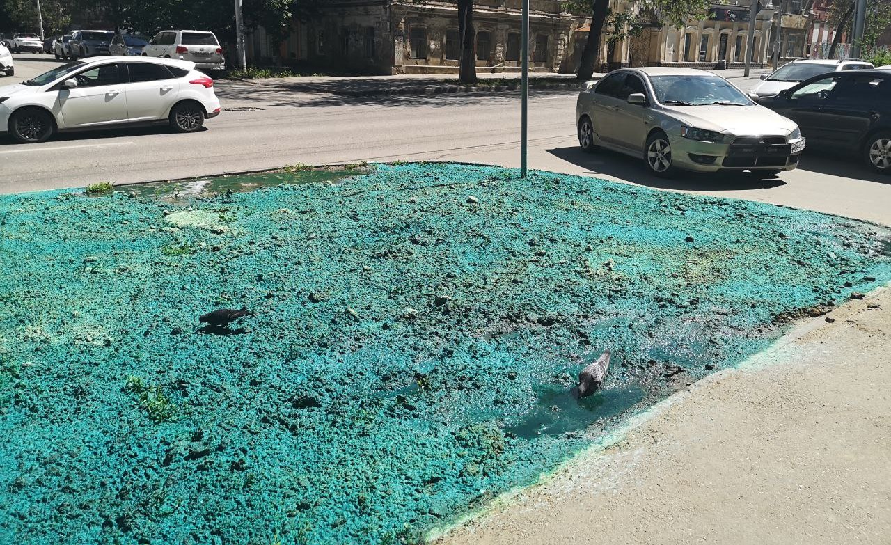 Цветной газон на Чапаева в Саратове 2