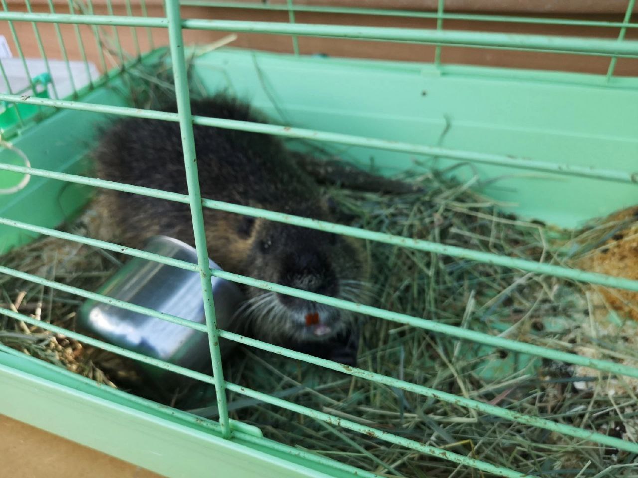 акция "Сад Памяти"