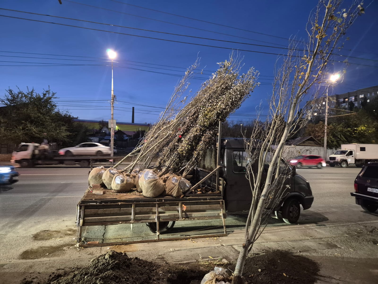 В 2025 году в Саратове высадили 17,5 тысячи кустарников и почти 3 тысячи деревьев