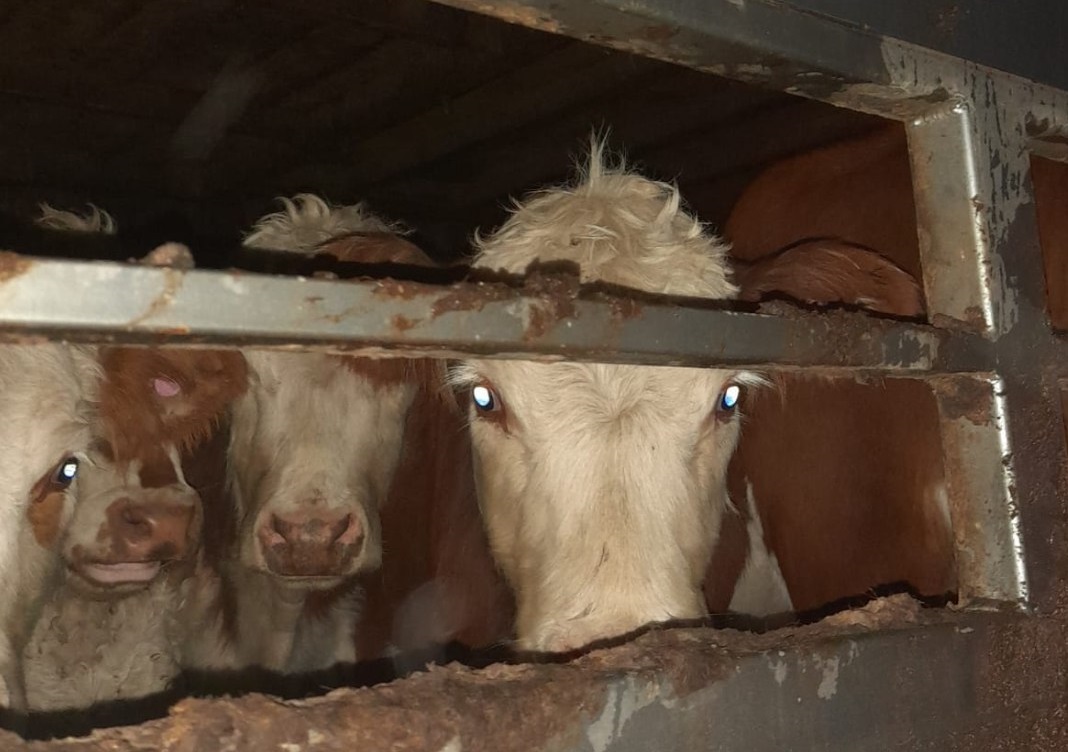 Саратовские коровы не смогли уехать в соседний регион без документов