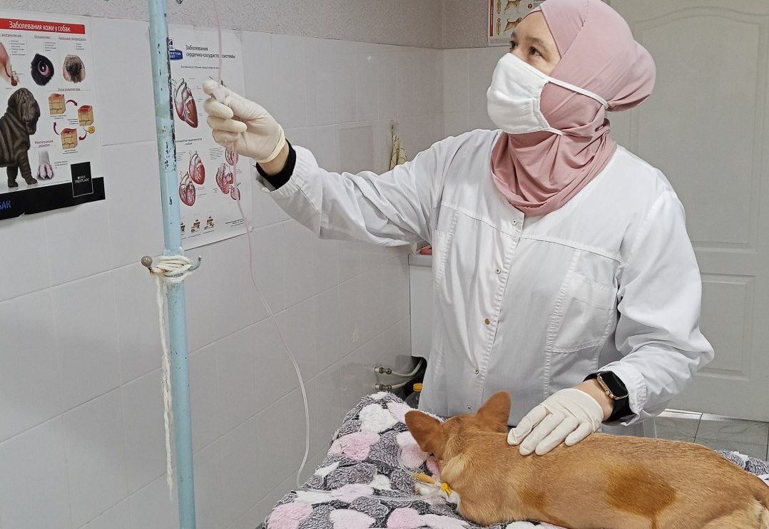 Саратовские ветеринары помогли беременной чихуахуа стать матерью