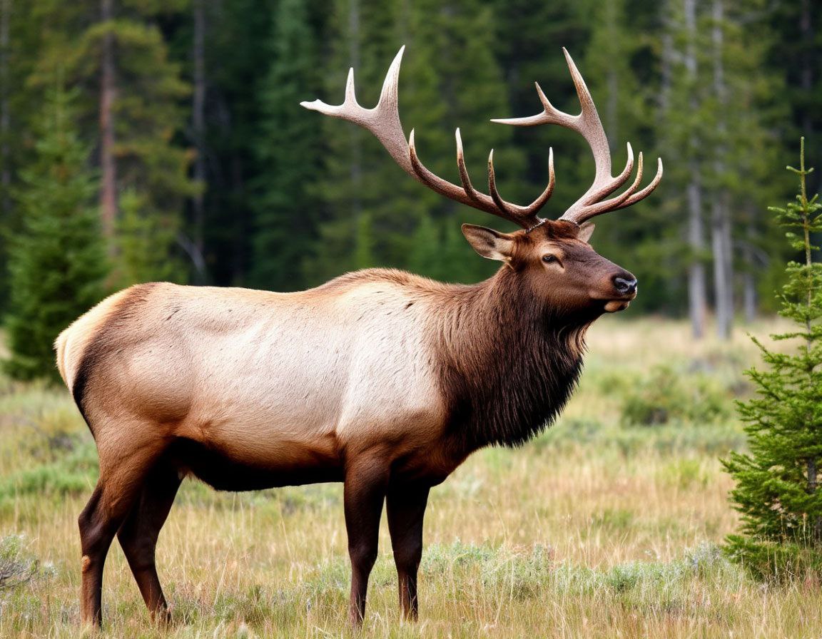 Браконьеры убили лося в Саратовской области