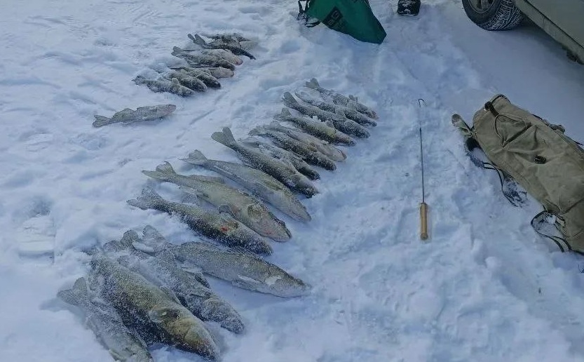 На саратовских рыбаков-браконьеров возбудили четыре уголовных дела На саратовских рыбаков-браконьеров возбудили четыре уголовных дела