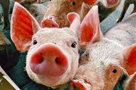 В Саратовской области обнаружили свиней без документов