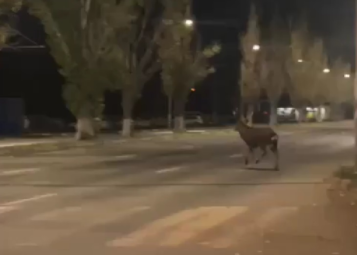 Саратовцы заметили бегущего по городу оленя