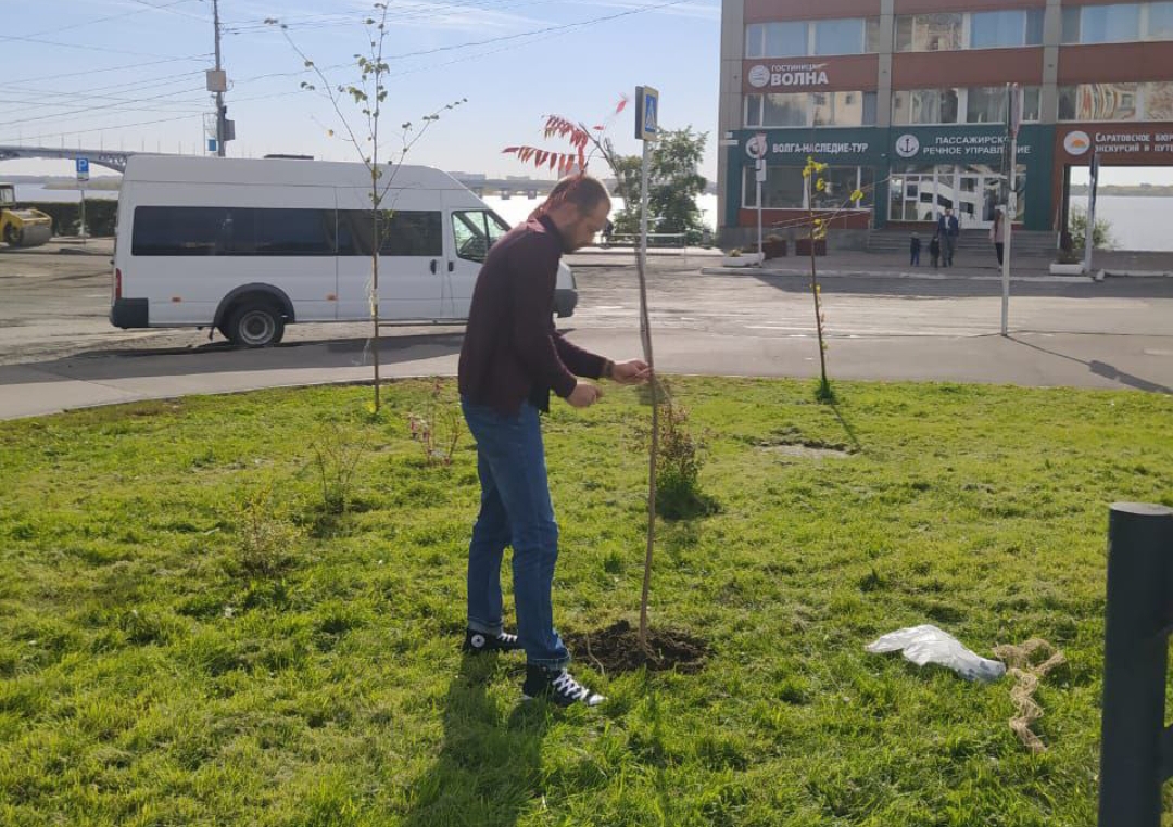 На площади Петра I в Саратове высадили саженцы сумаха и декоративные кустарники