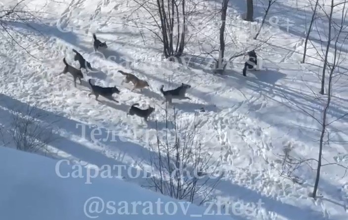 Саратовцы боятся выходить из дома из-за собачьих свадеб