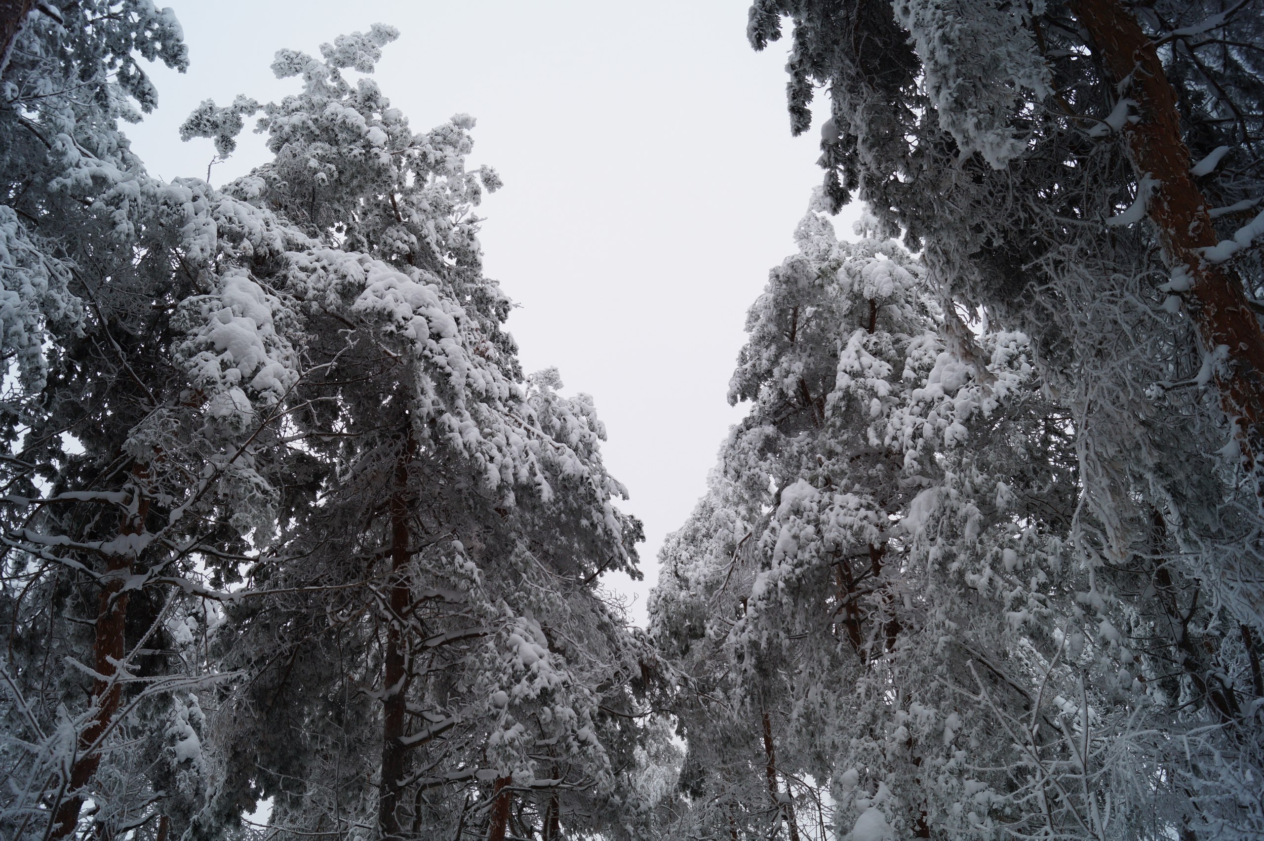 Сегодня в Саратове возможен небольшой снег