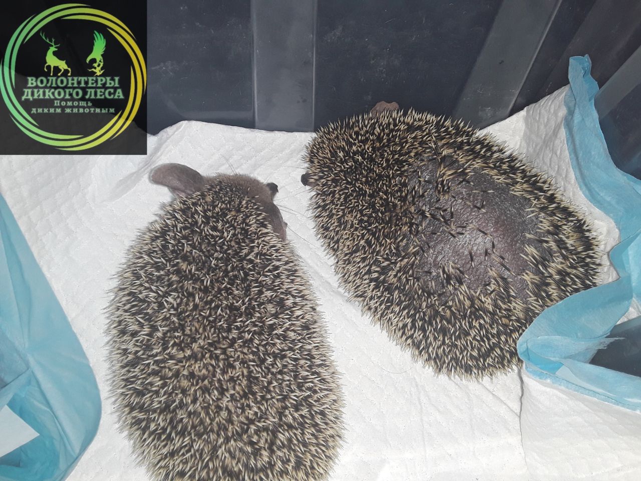 Выброшенные ежи в Саратове