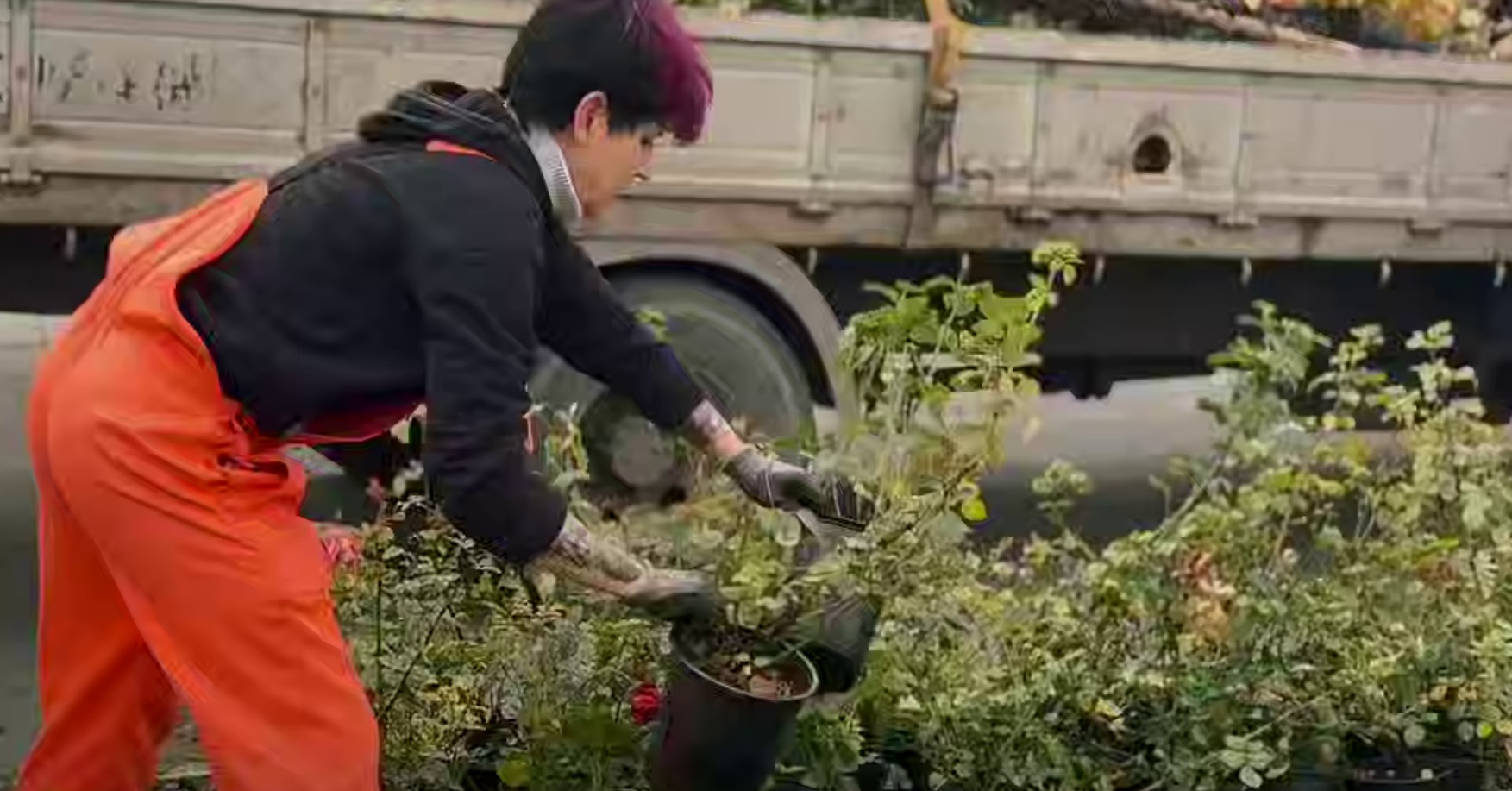В Саратове на Театральной площади высаживают розы