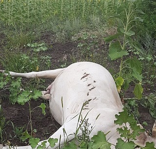 В поле под Саратовом убило током косулю, лису и коров