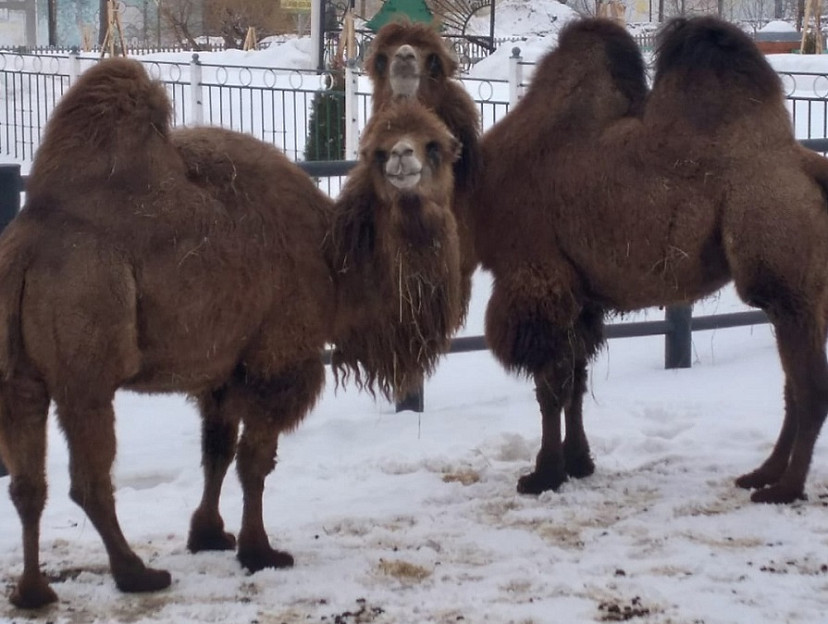 Саратовские ветеринары оказали экстренную помощь заболевшей верблюдице