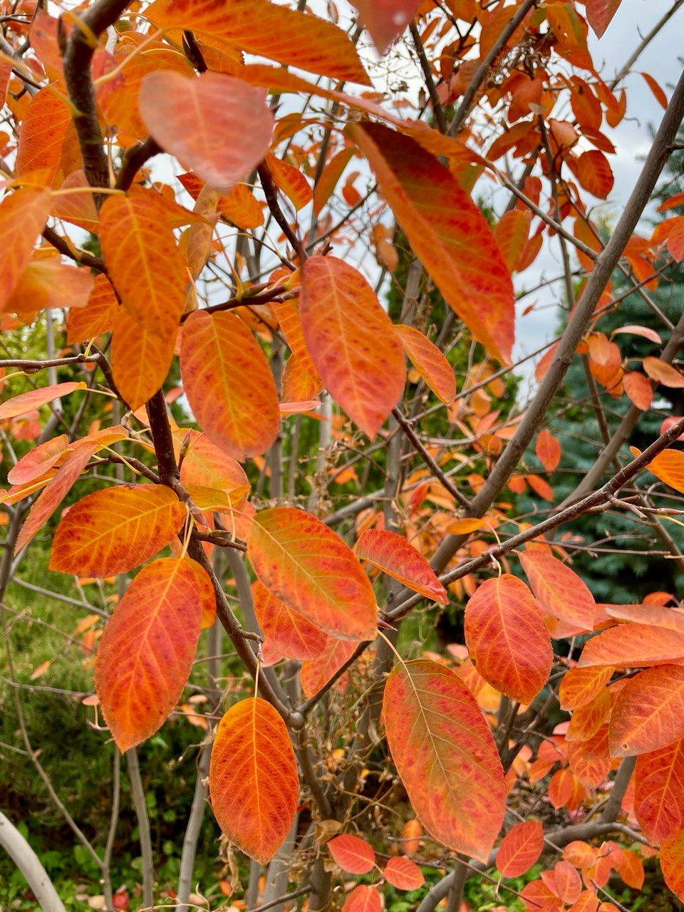 Монастырь в Алексеевке 05 11 2025 6