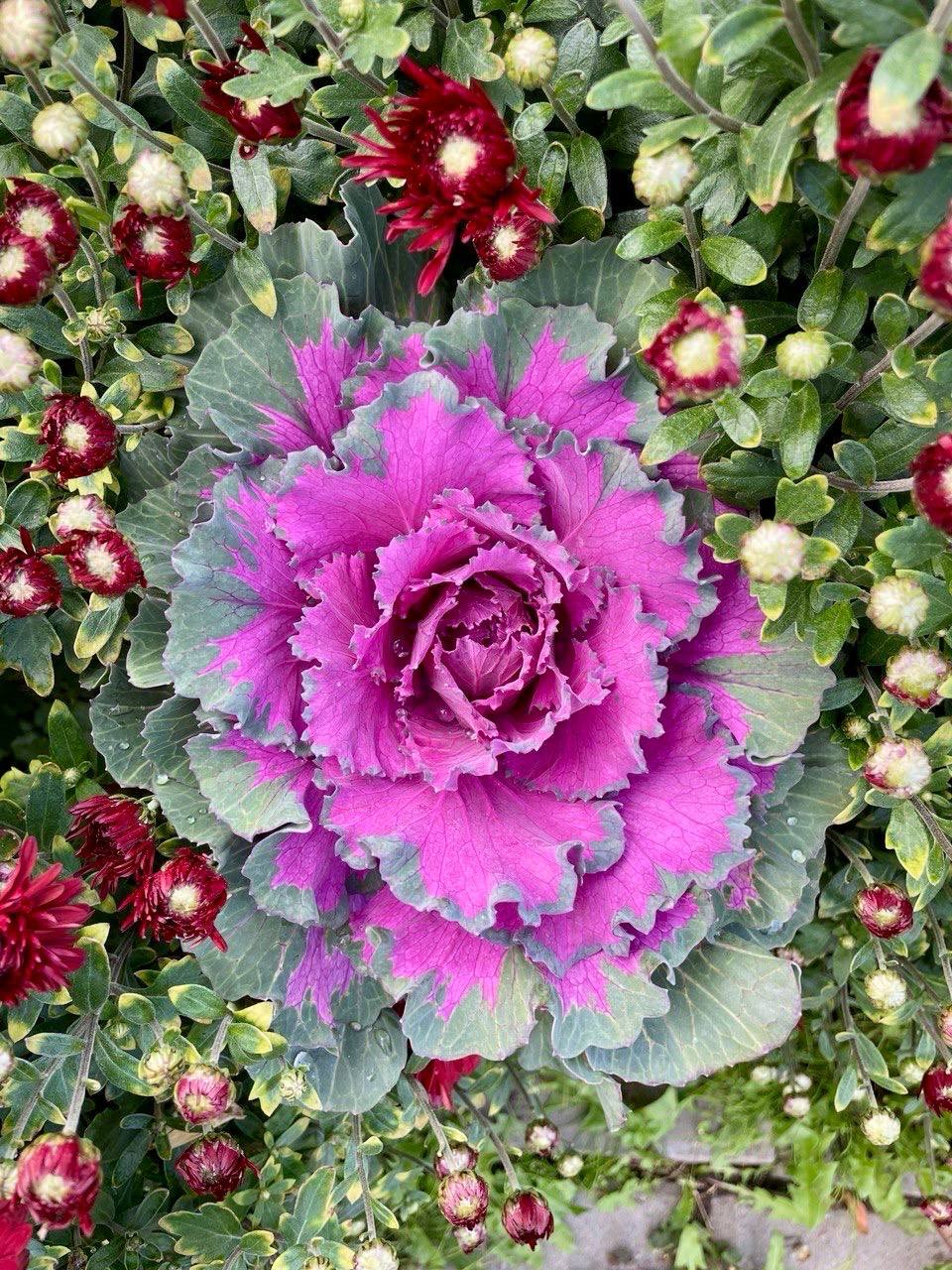 Алексеевский монастырь октябрь 2025 4