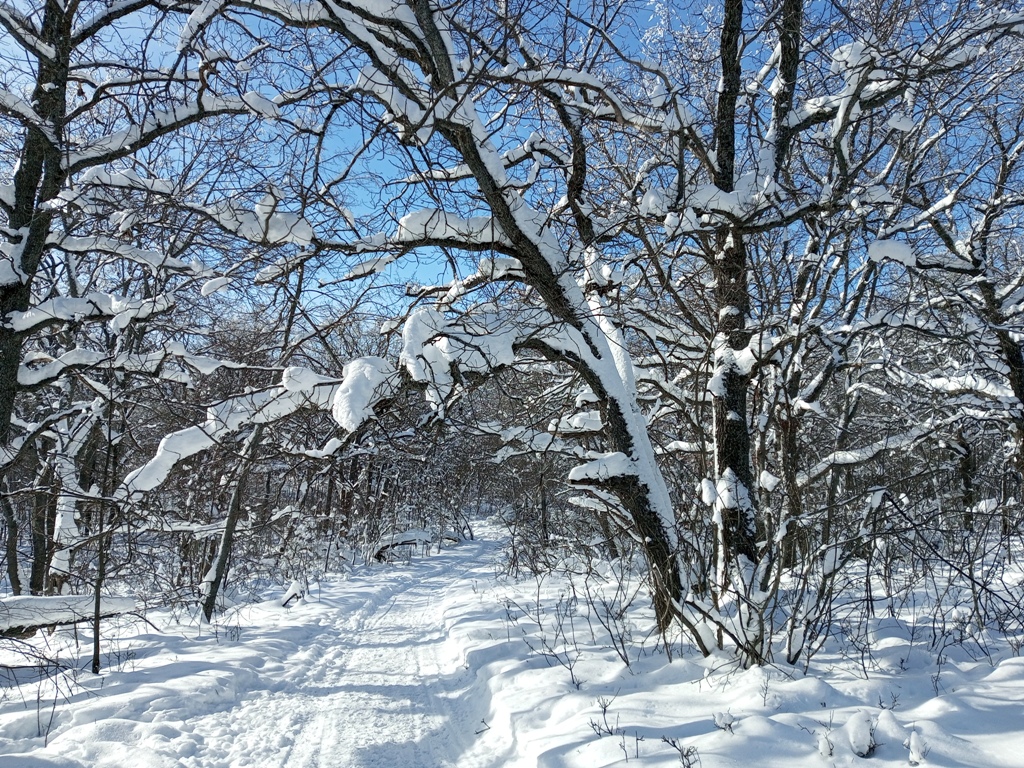 В зимнем лесу 3