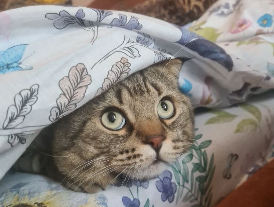 В последнюю пятницу осени саратовцам обещают небольшой дождь и ветер