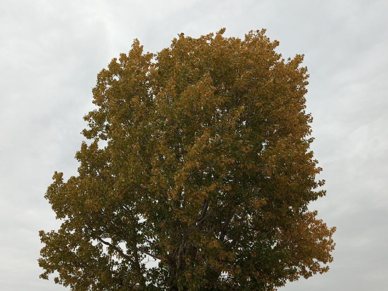 Туман и небольшой дождь ждут саратовцев 17 октября