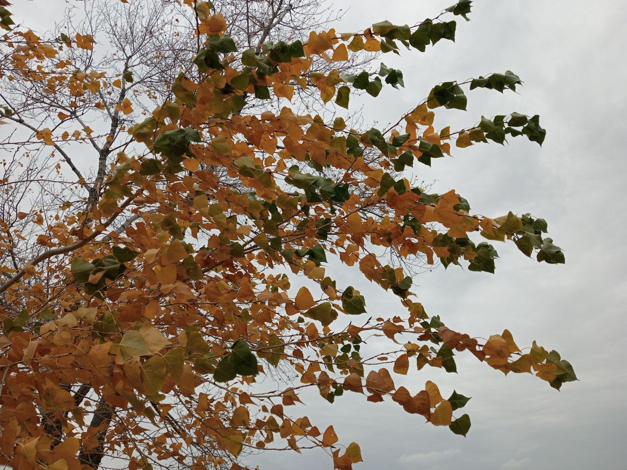 Дождь и ветер ждут саратовцев в понедельник