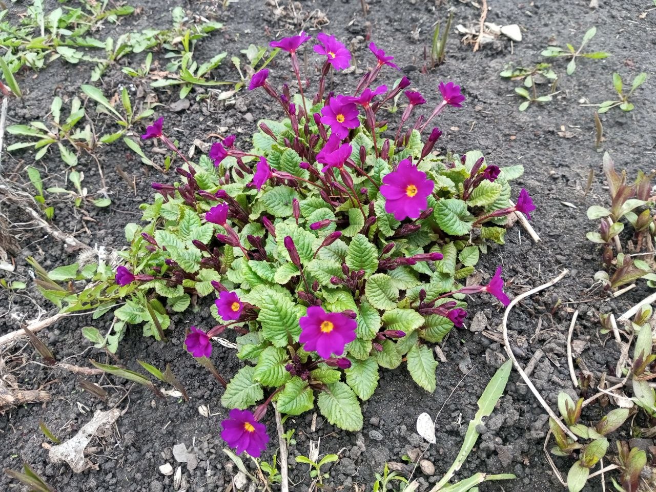 Саратовцам снова обещают грозу в понедельник