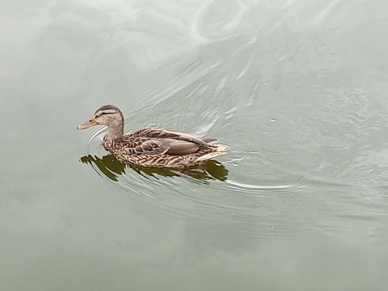 В воскресенье саратовцев ждет теплая погода с ветром и небольшим дождем