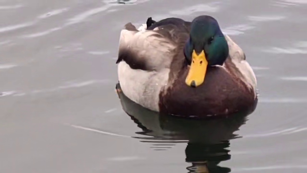 Туман и юго-западный ветер обещают саратовцам в последний понедельник осени