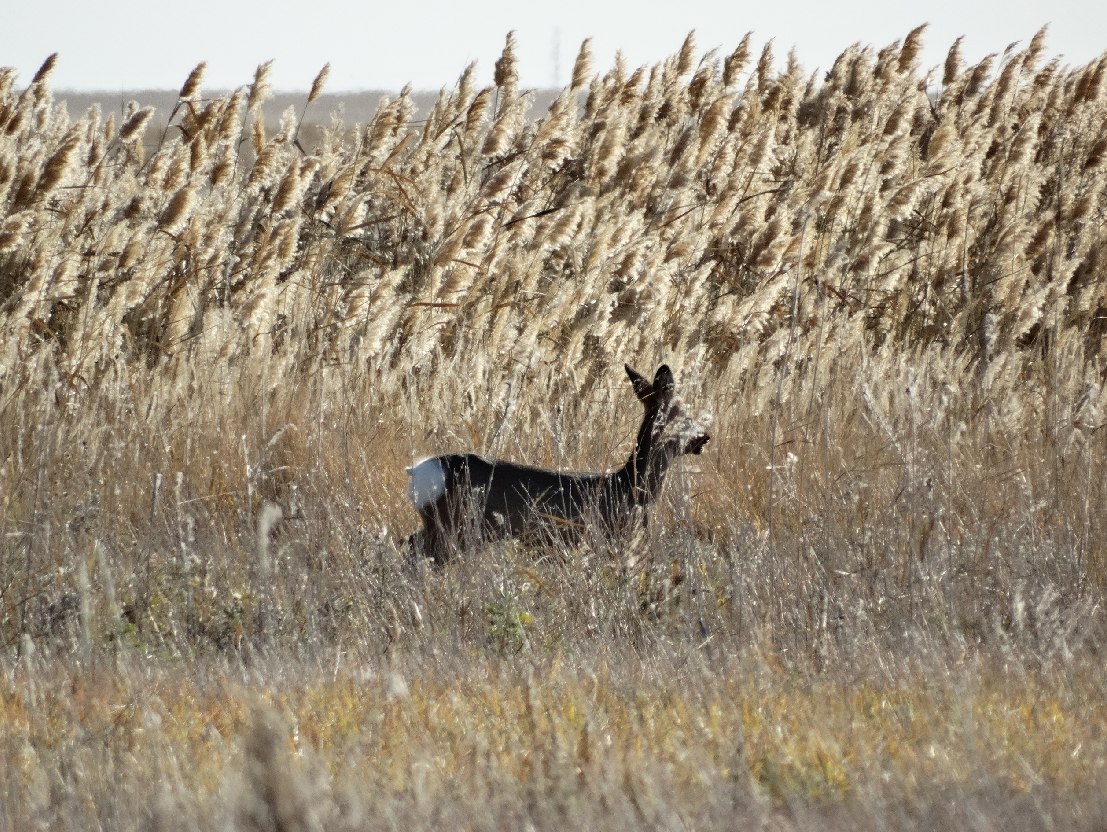 Саратовским охотникам начали выдавать разрешения на добычу самцов косули Саратовским охотникам начали выдавать разрешения на добычу самцов косули