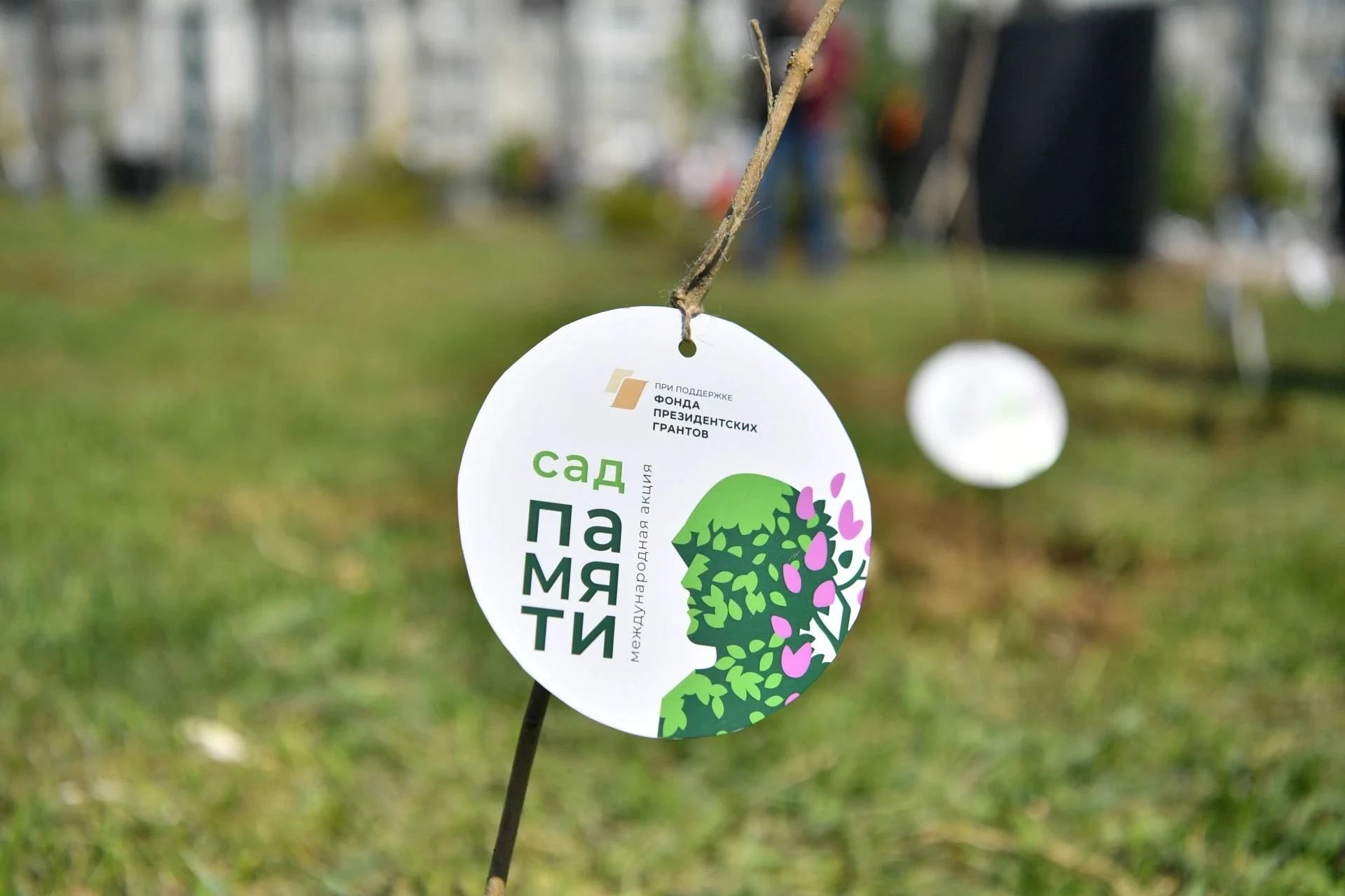 Более 6 миллионов деревьев высадили в Саратовской области