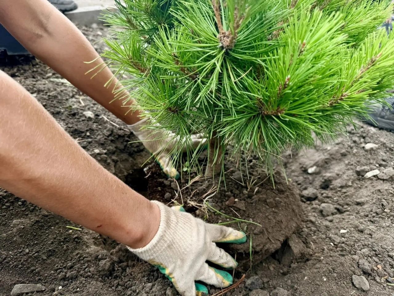В саратовском горпарке начали высаживать деревья и кустарники В саратовском горпарке начали высаживать деревья и кустарники