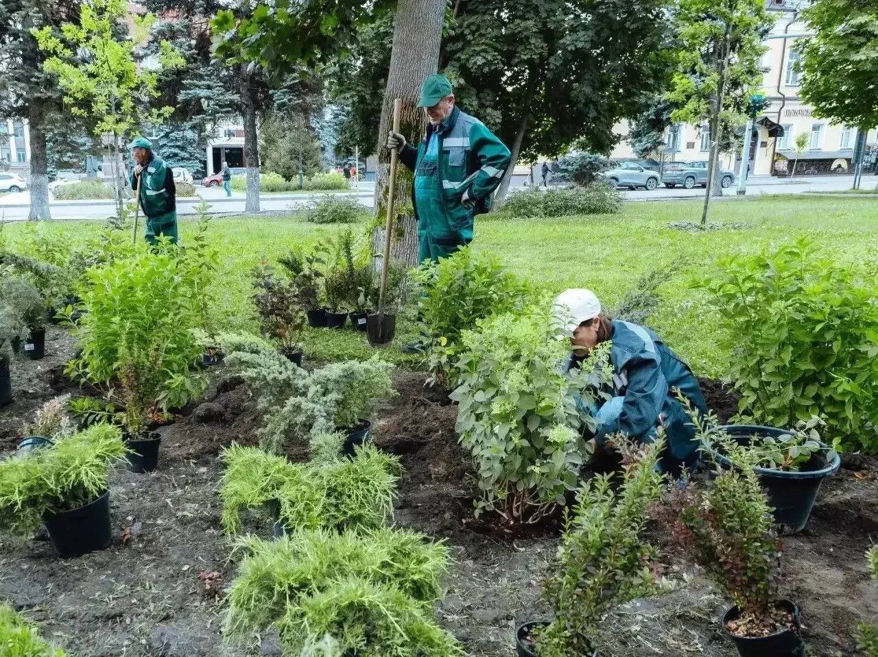 В саратовских скверах высадят 1,5 тысячи деревьев и 29 тысяч цветов В саратовских скверах высадят 1,5 тысячи деревьев и 29 тысяч цветов