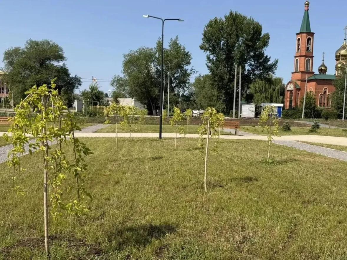 Осенью в Энгельсе высадят более 200 деревьев и кустарников