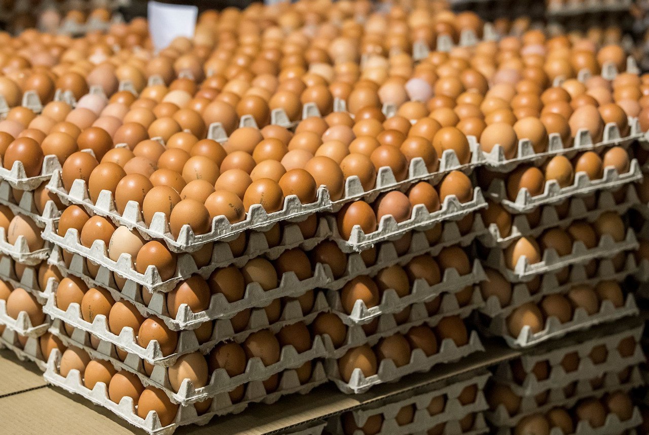 Саратовцам не грозит дефицит куриных яиц в преддверии Нового года