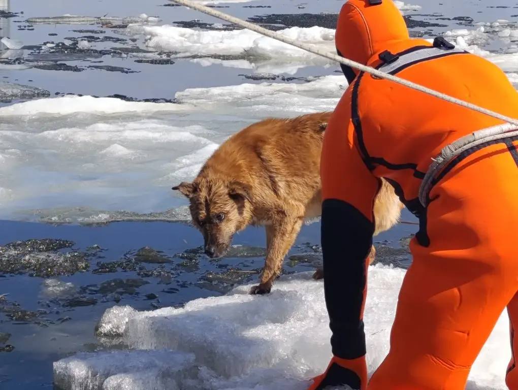 У саратовской набережной спасли собаку, застрявшую посреди Волги на тающей льдине
