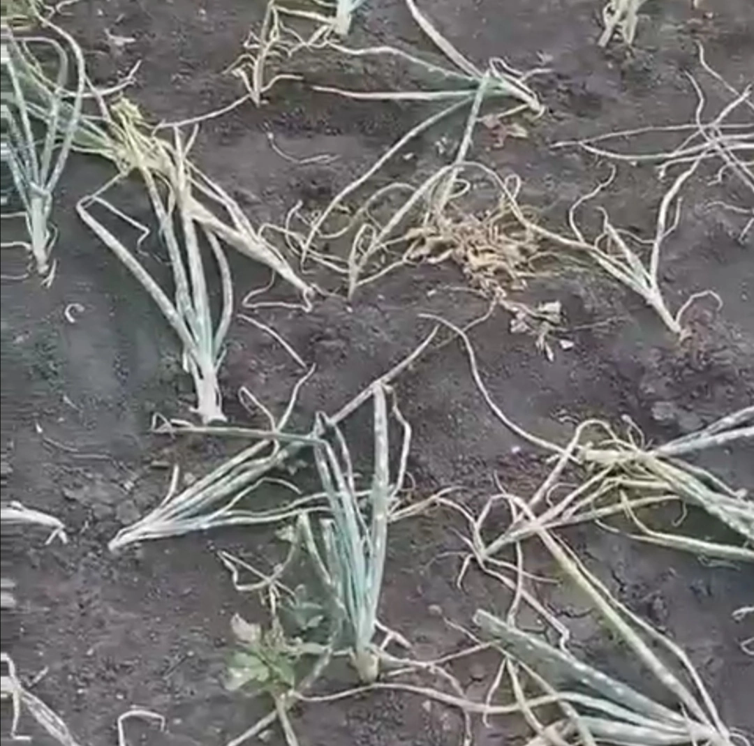 Погиб урожай в Липовке