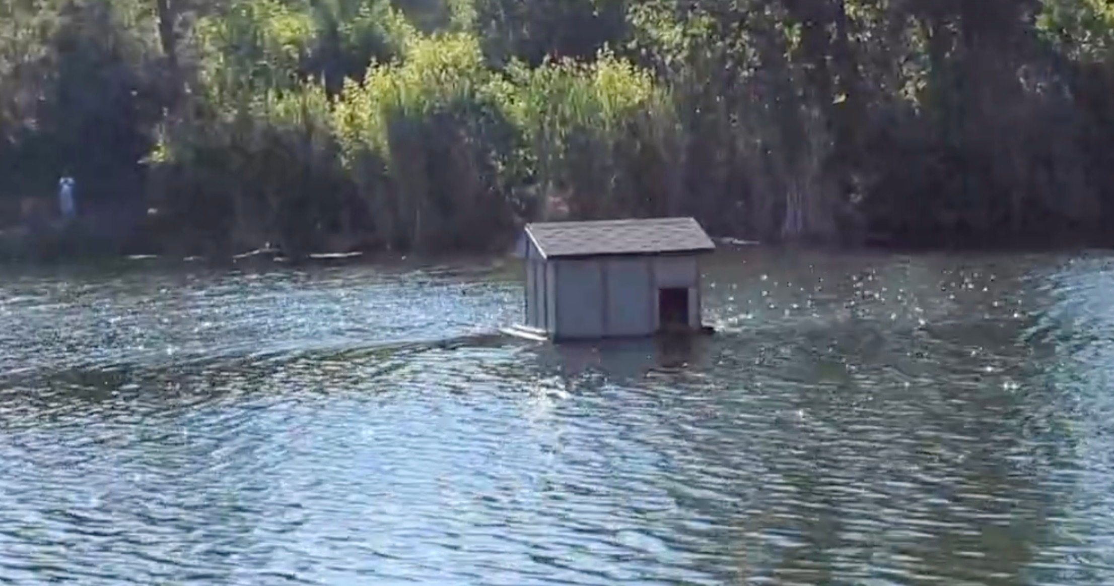 Лебеди в Балакове домик