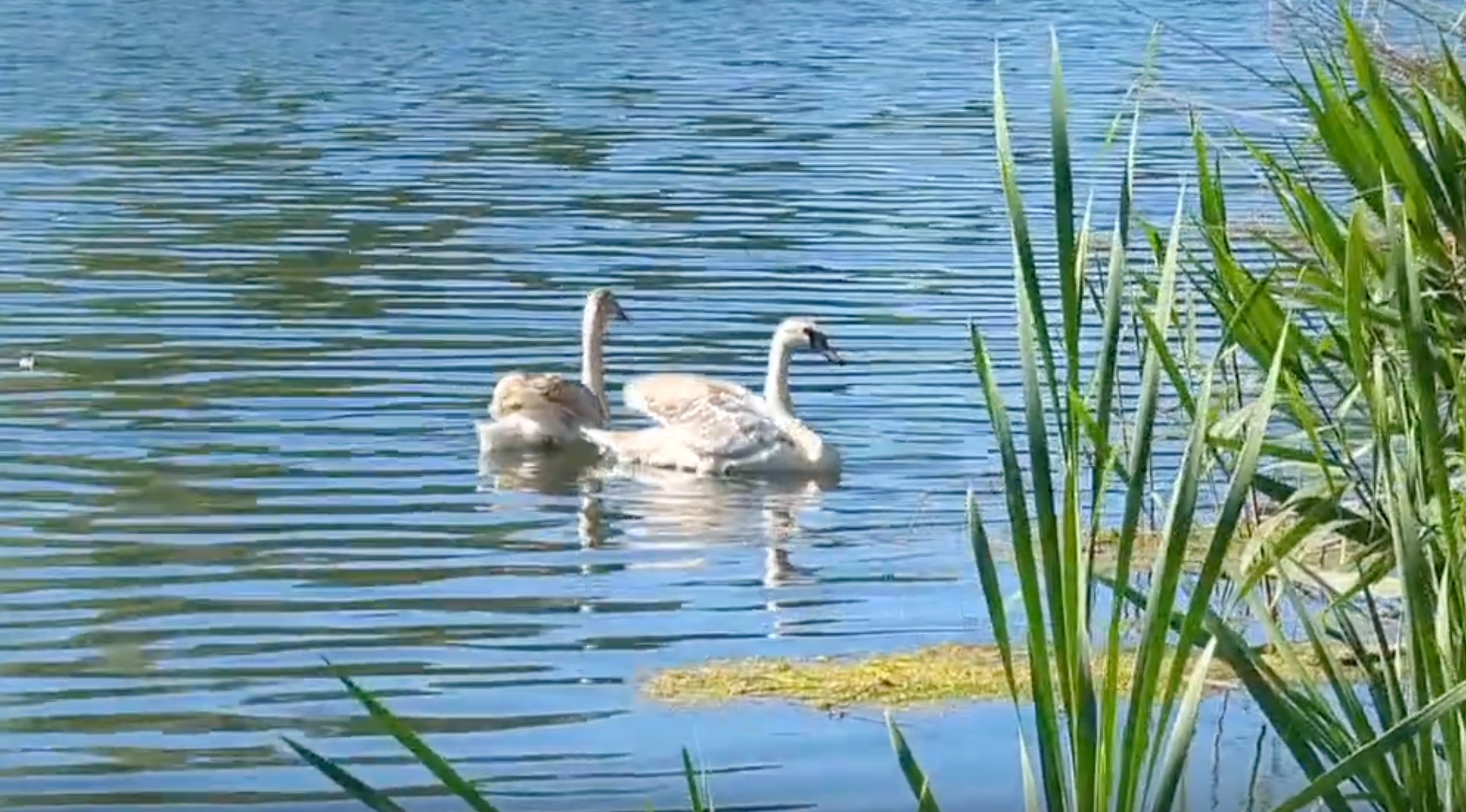 Лебеди в Балакове плавают