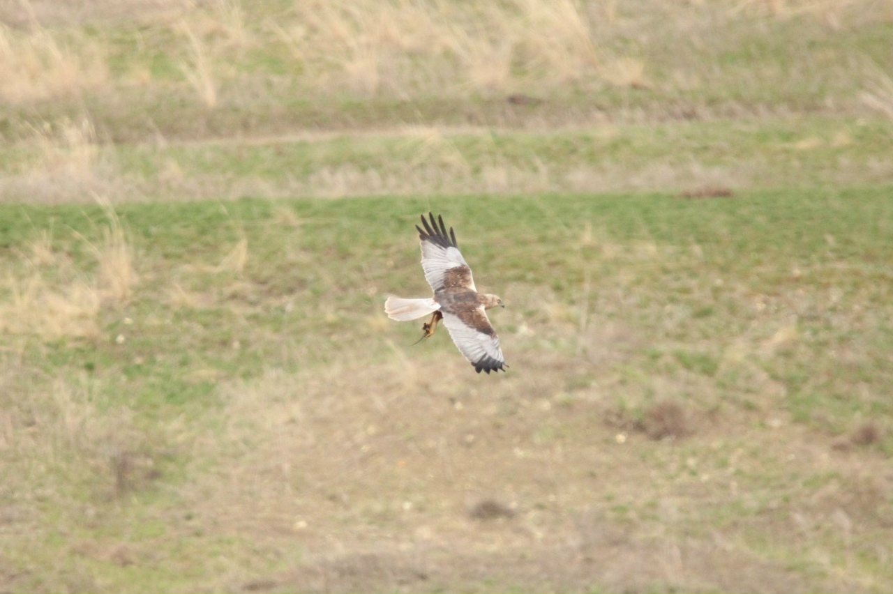Орлан в саратовский степях