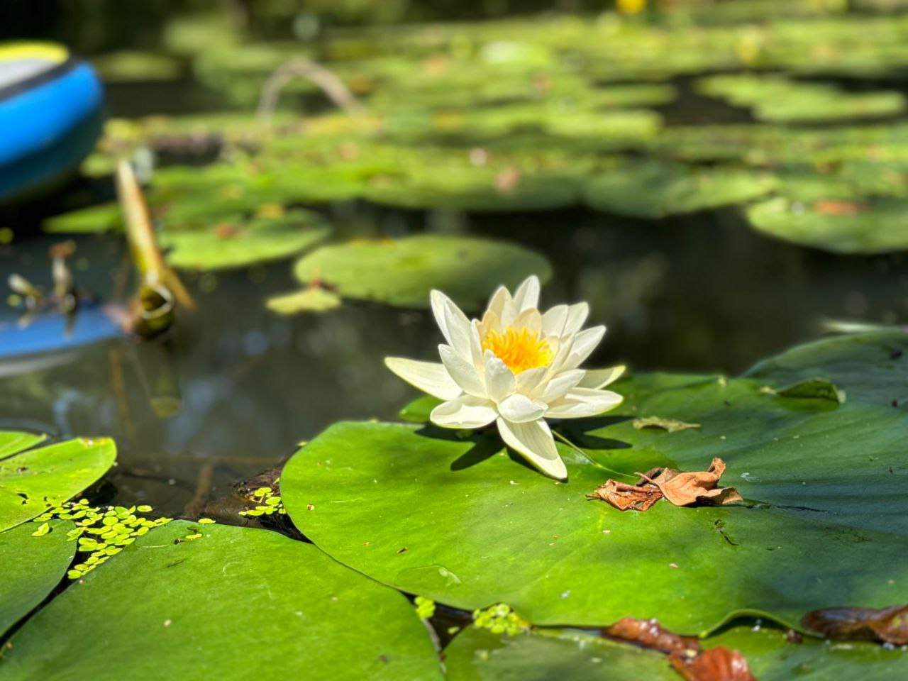 Максим Калядин исследует Медведицу 5