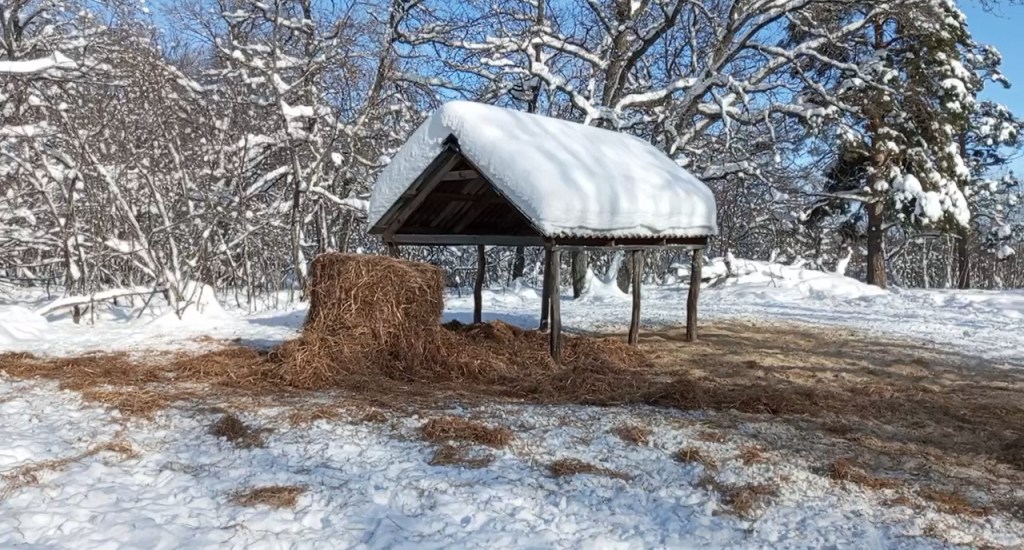 Прикормка животных