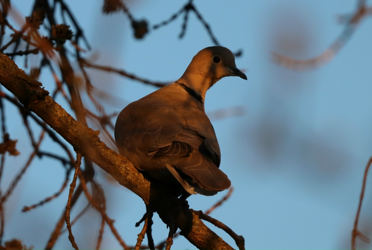 Птиц интересный