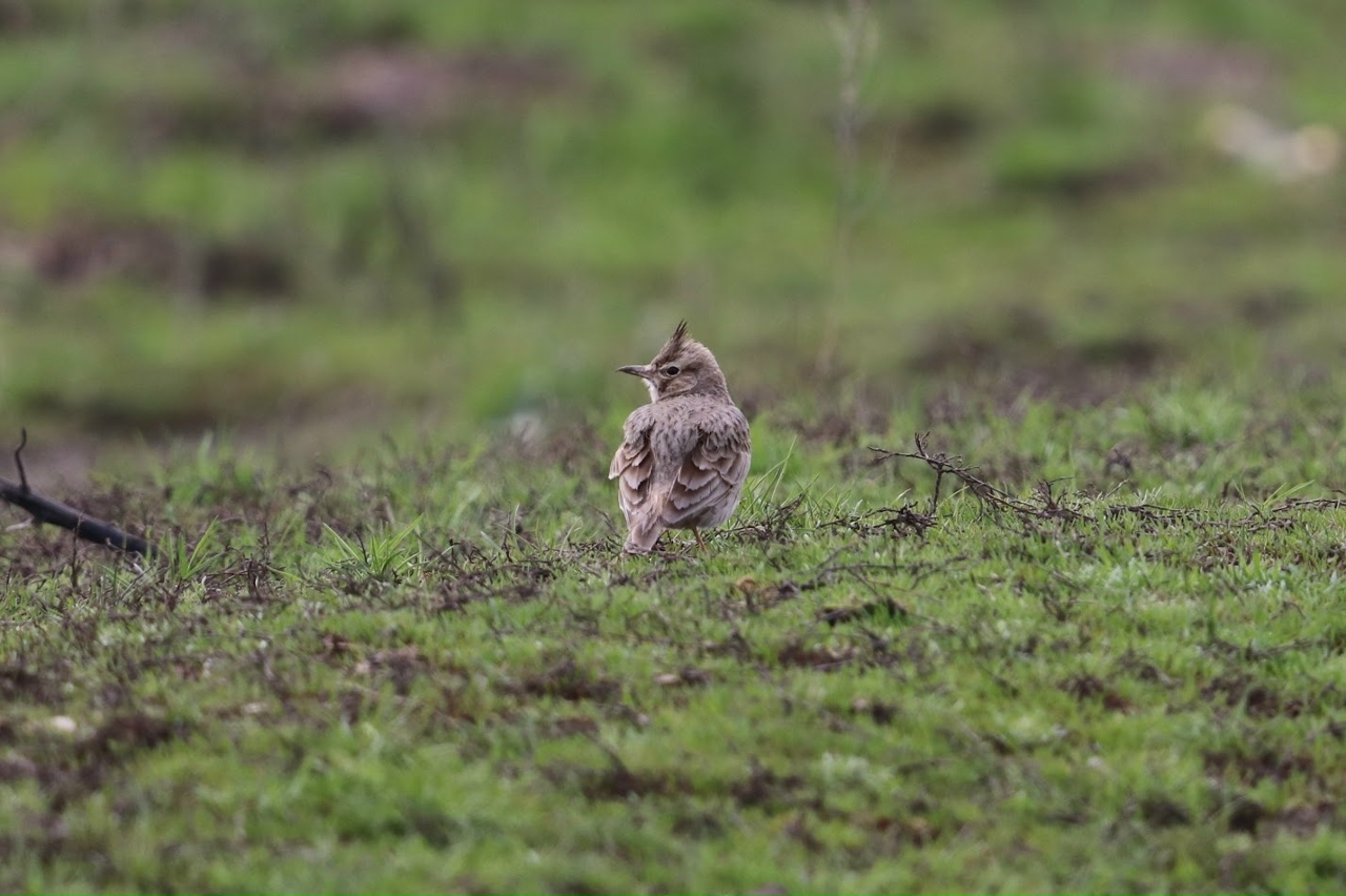 Птиц с хохолком