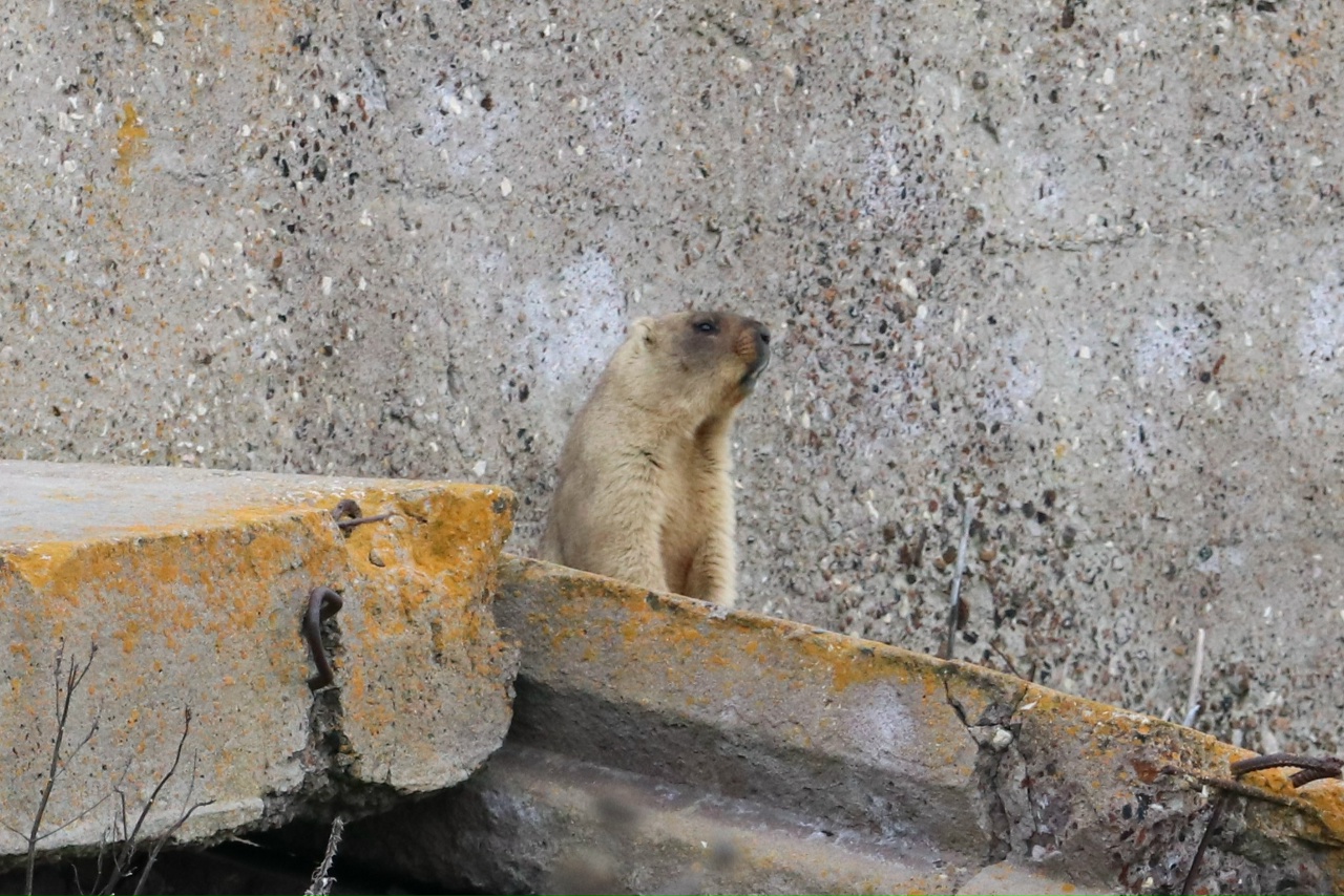 Сурок красноармейский