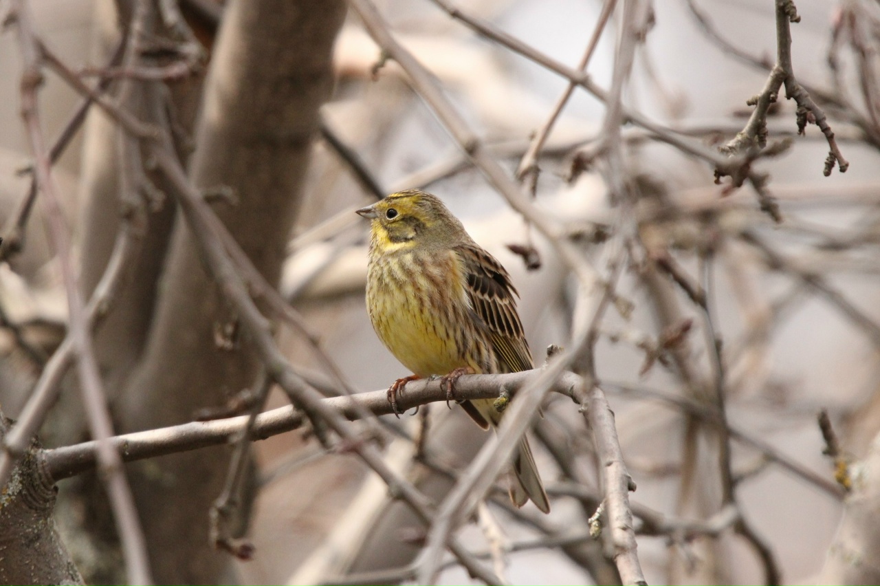 Желтый типа воробей