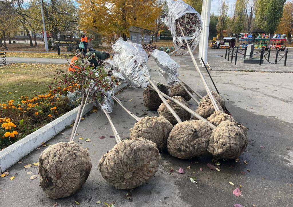 Спасти от тракторов и реагентов: в Саратове озаботились выживанием растений зимой