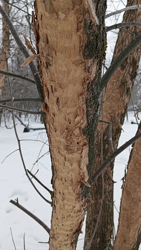 Повреждённые деревья