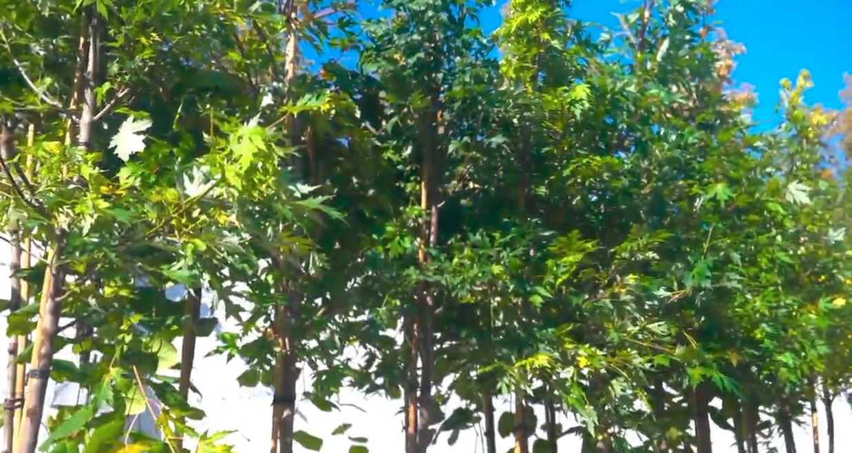 Саратовцы возмутились высадкой в городе дорогих и капризных растений