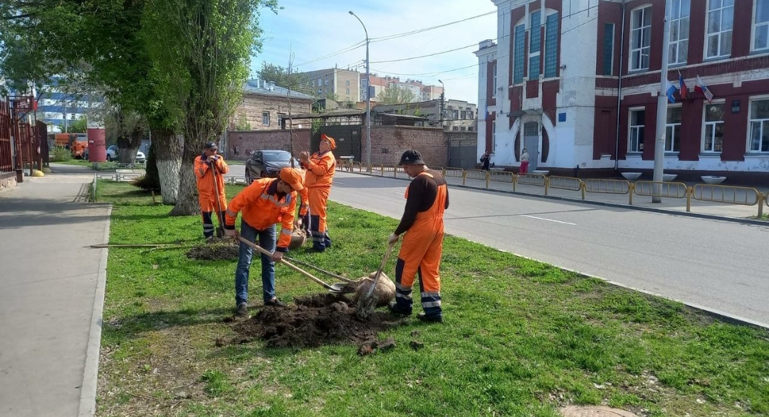 «По весне высаживают, а за лето все высыхает»: саратовцы жалуются на погибшие деревья