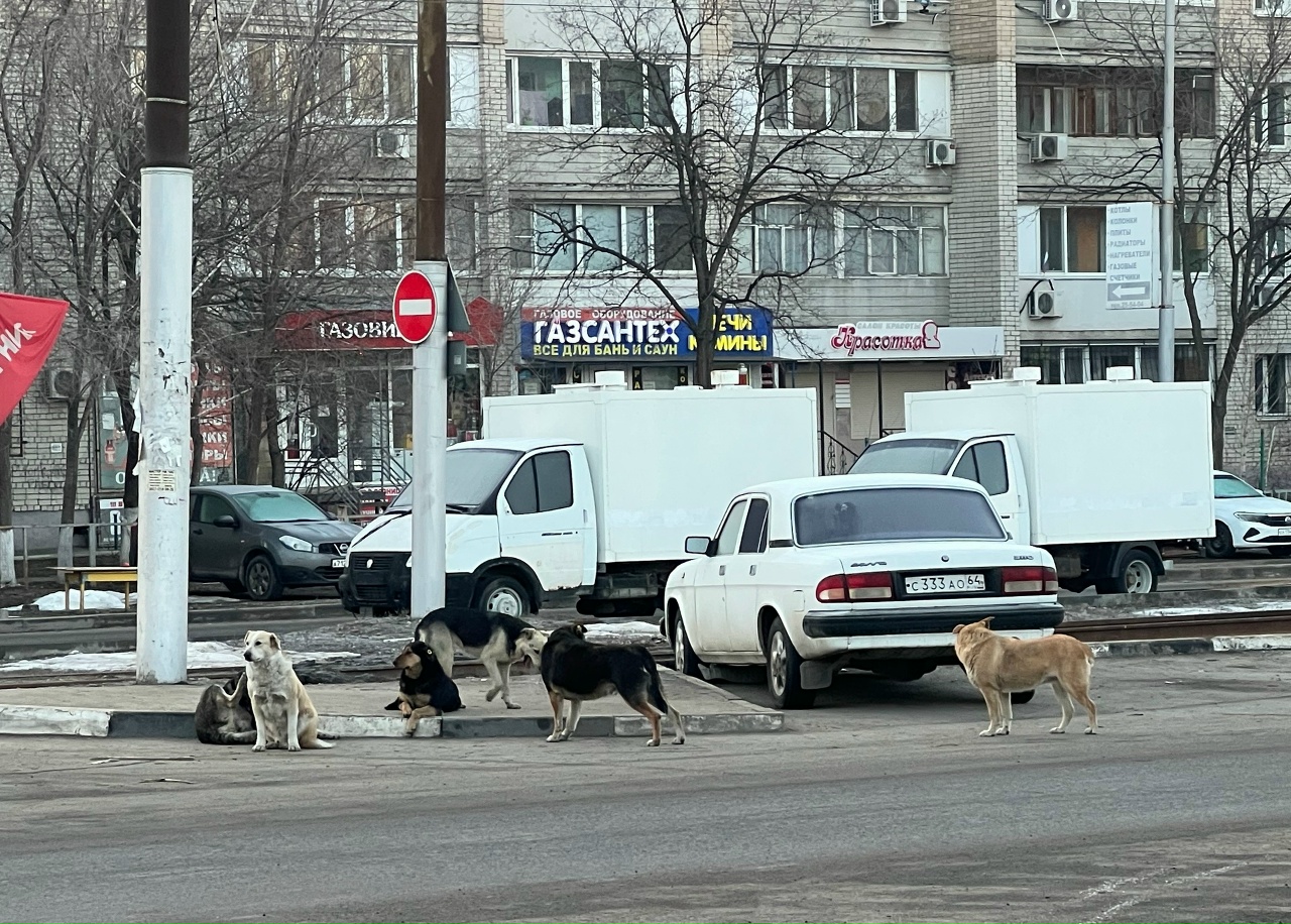 Саратовцы просят спасти их от агрессивной стаи собак у рынка «Шарик»